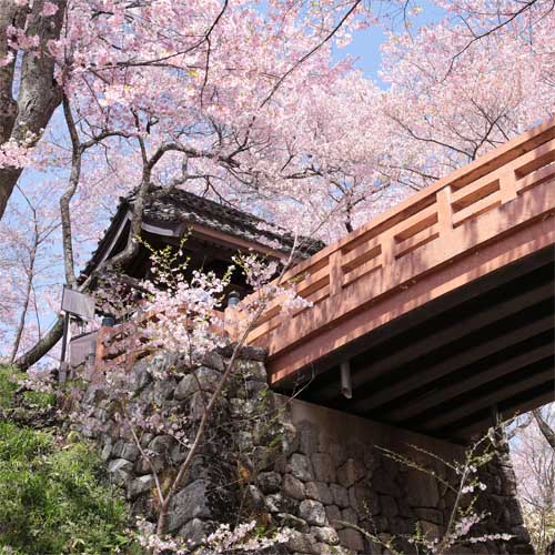 高遠城址公園の桜の写真です