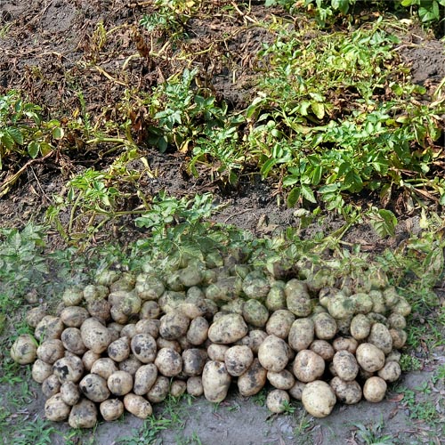 枯れた馬鈴薯の茎と掘り出した芋のの写真です