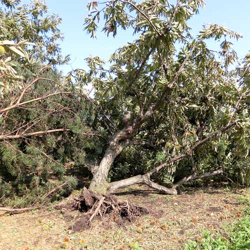台風で倒れた栗の木の写真です