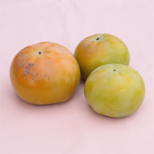 太秋柿の実の写真です