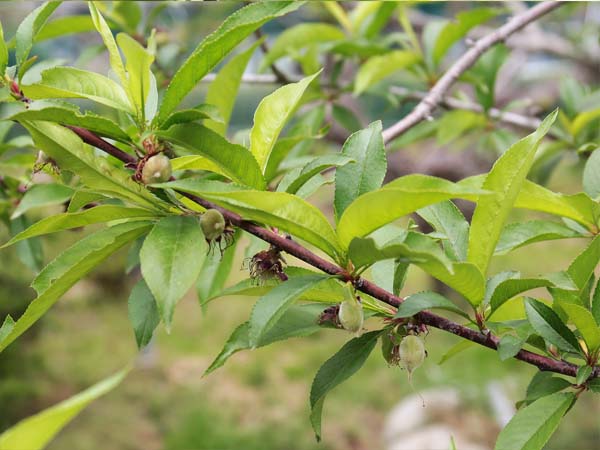 桃の幼果が付いた枝の写真